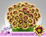 Vollsortiment - Chrysantheme große verzweigte, einfach violett/gelb